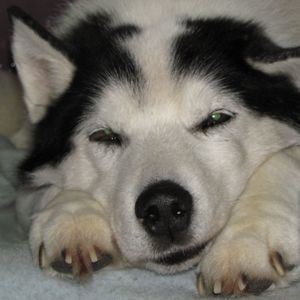 Meet your Posher, Rosalind